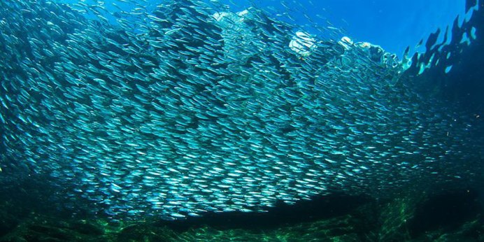 Сельдь Охотское море