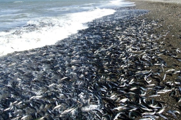 Сельдеобразные сардина