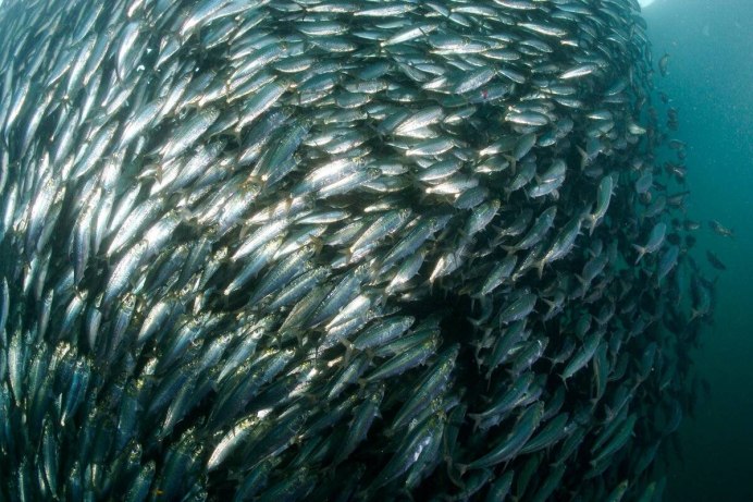 Рыбы Северного Ледовитого океана