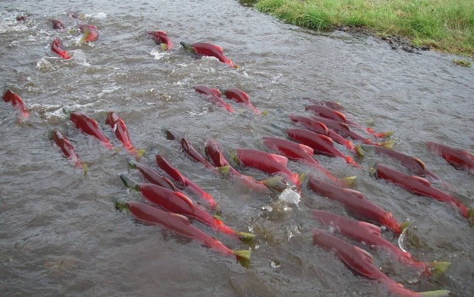 Сардинелла в индийском океане