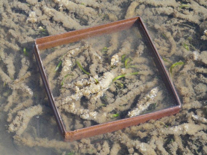 Нерест селедки