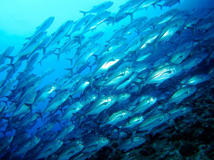 Чавыча Охотское море