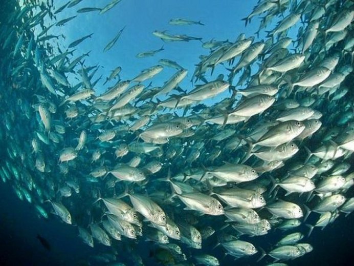 Рыба Магаданской области