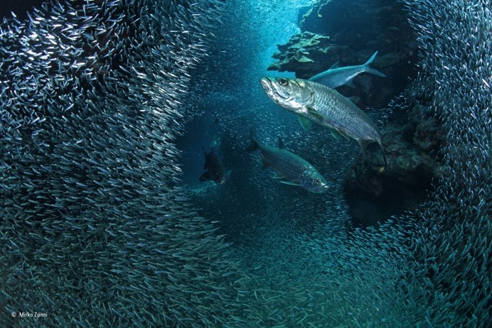 Золотая форель нерест