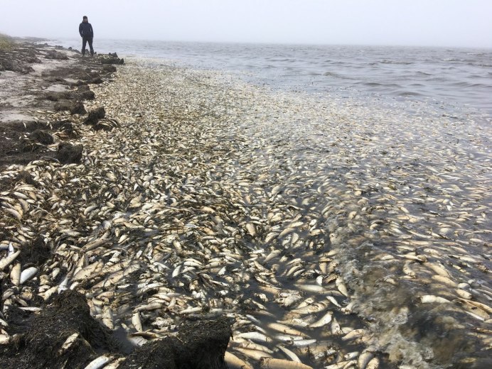 Кормовые миграции рыб