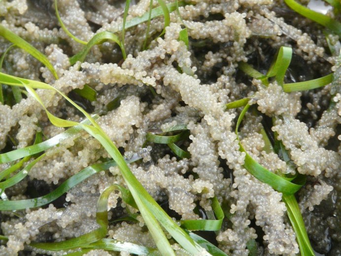 Азовское море рыба килька