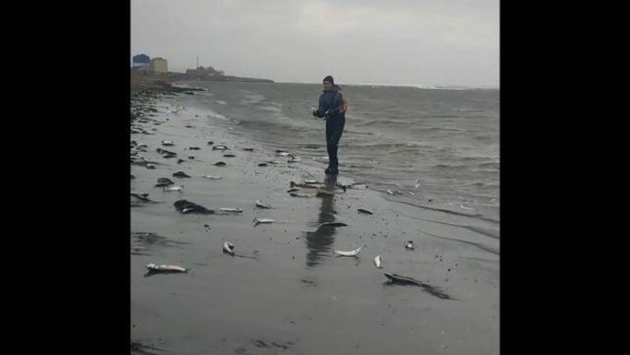 Мойва это морская рыба