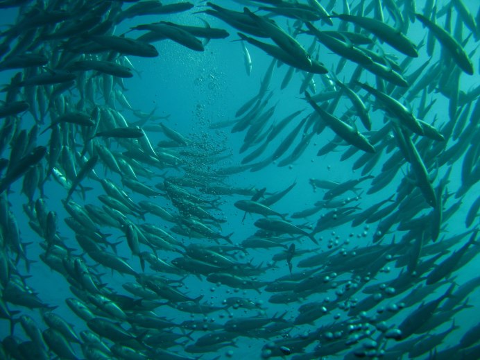Пильтунский залив на Сахалине