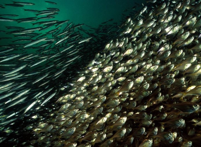 Рыба выпрыгивает из воды