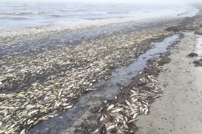 Экологическая катастрофа Охотское море