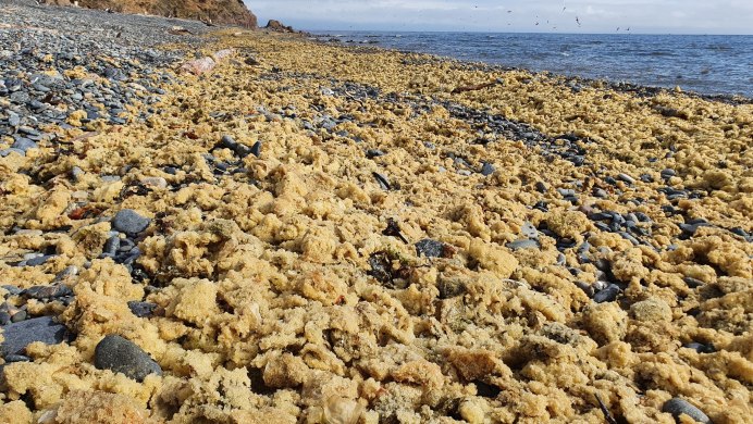 Охотское море нерест