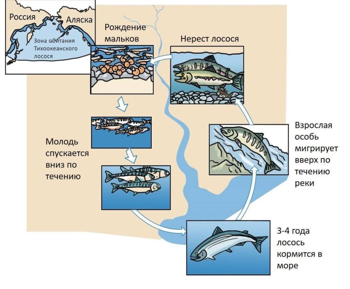 Дикий Дальневосточный лосось