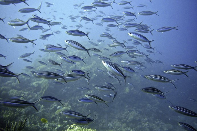 Миграция рыб