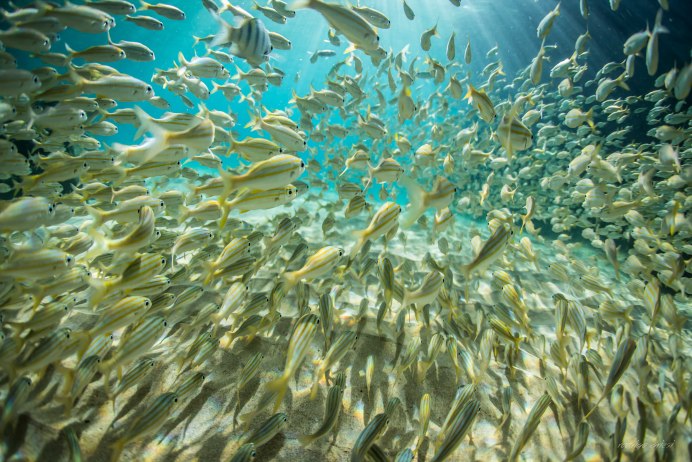Косяк рыб