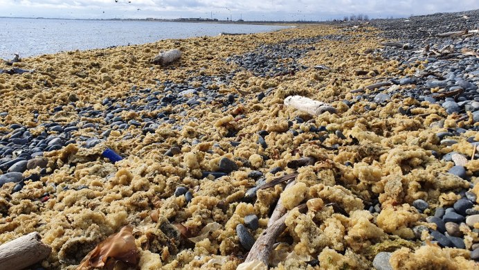Сельдь в Охотском море