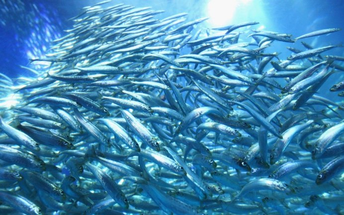 Промысловые рыбы Охотского моря