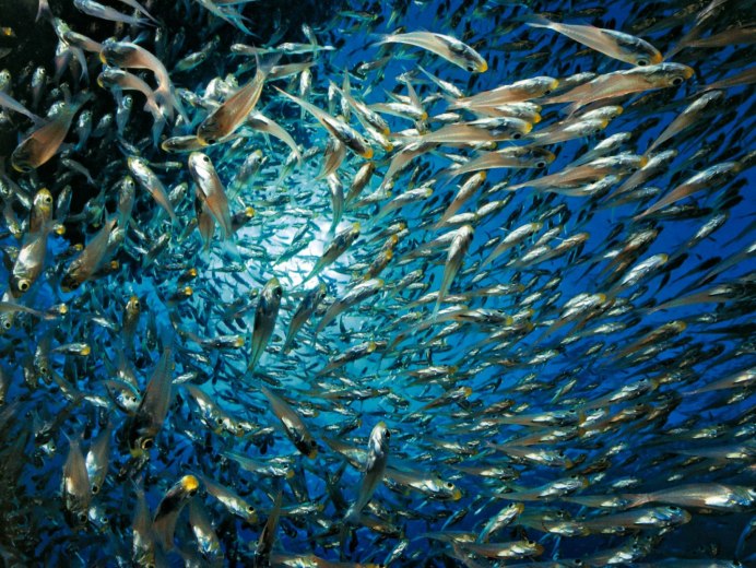 Сельдь Северного Ледовитого океана