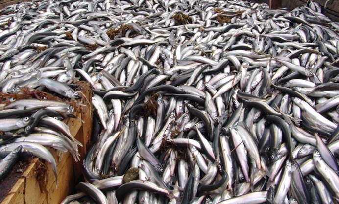 Берега Сахалина усыпало сельдью