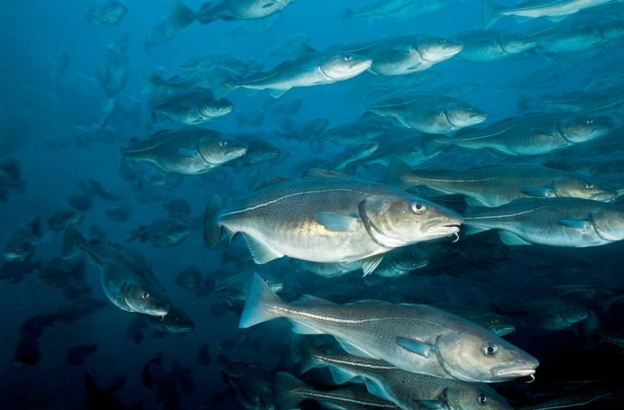Бухта лососей Сахалин