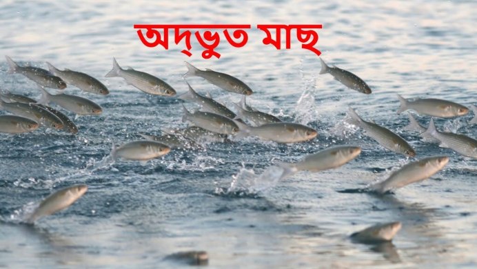 Зимовальные миграции рыб