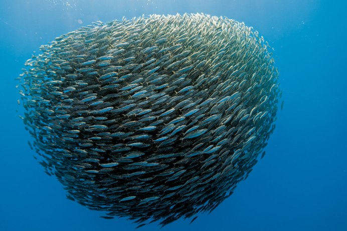 Атлантический лосось нерест