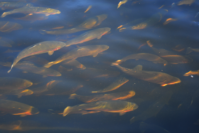 Рыбный промысел в Баренцевом море