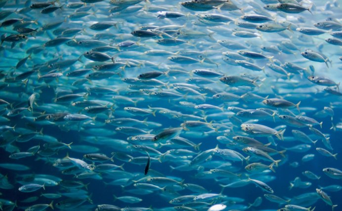 Косяк рыб