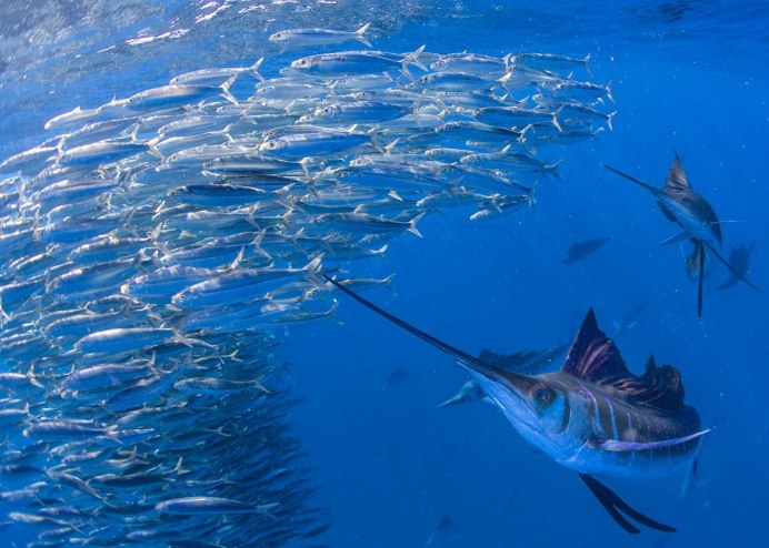 Густера на нересте