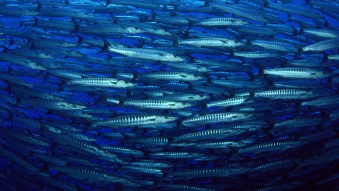 Мелкая рыба в океане