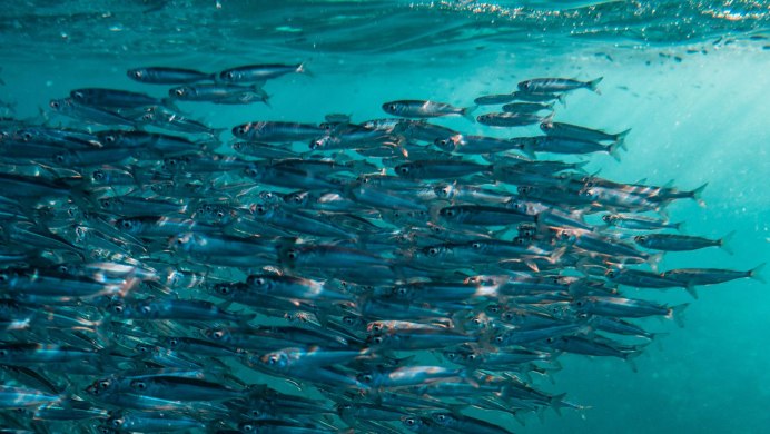 МАКРЕЛЬНЫЙ ветер пригоняет к берегам сельдь
