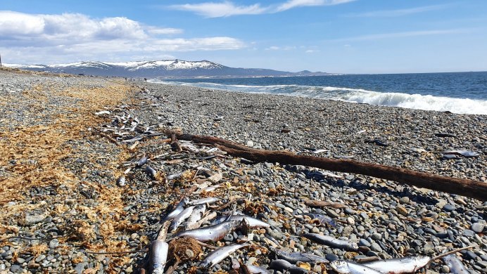 Охотское море нерест