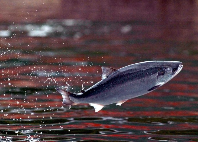 Выловленная морская рыба