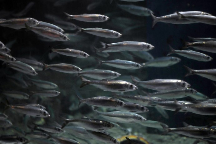 Мелкая рыба в океане