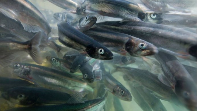 Барракуда рыба