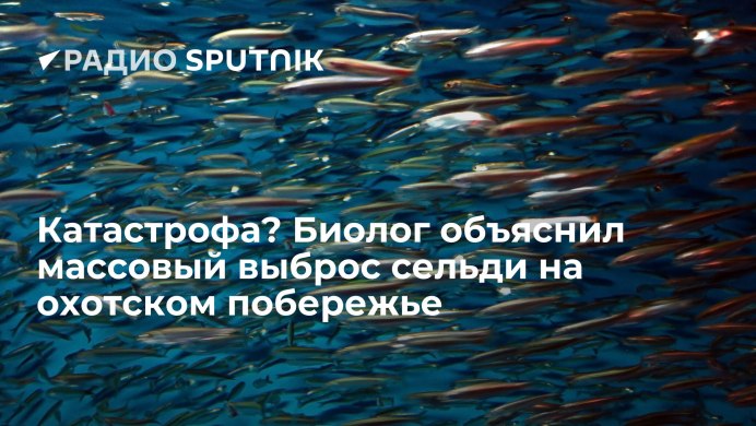 Нерест горбуши на Сахалине