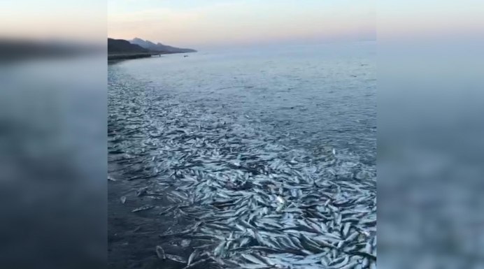 Утечка цианида в Бая-Маре