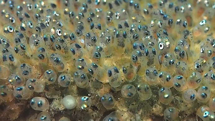 Водные биологические ресурсы