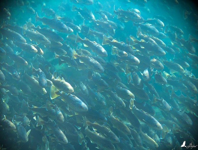 Лосось нерест Дальний Восток