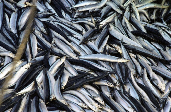 Берега Сахалина усыпало сельдью