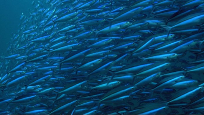 Отряд Сельдеобразные анчоусы