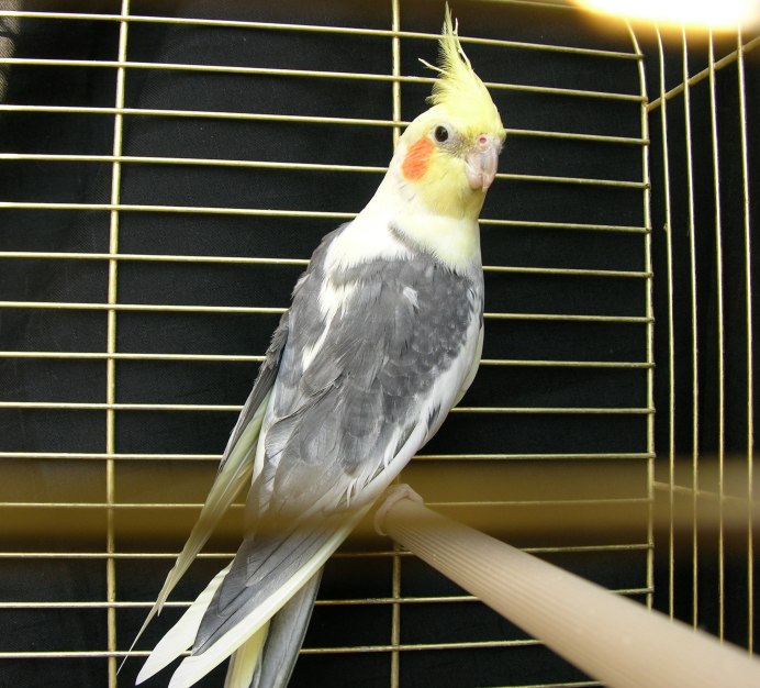 Попугай корелла