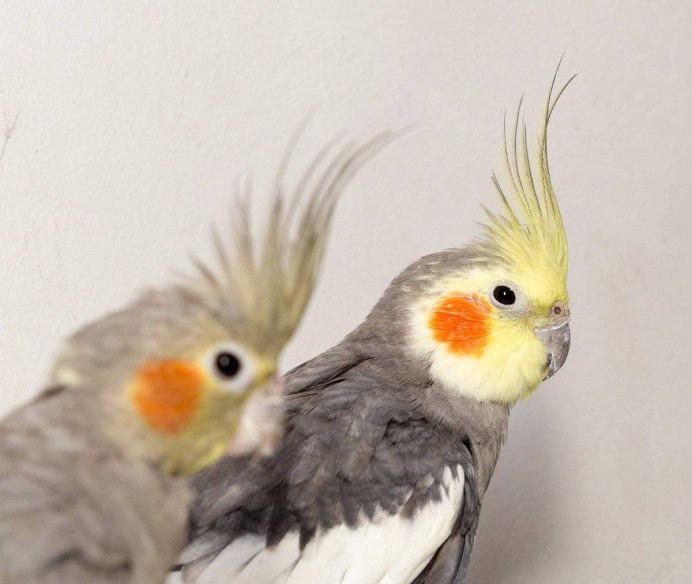 Попугай породы корелла