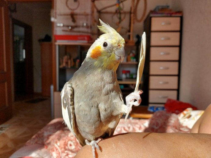 Нимфа корелла попугай