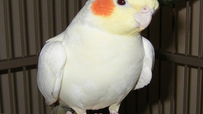 Корелла интеллект