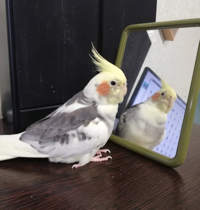 Попугай корелла фото