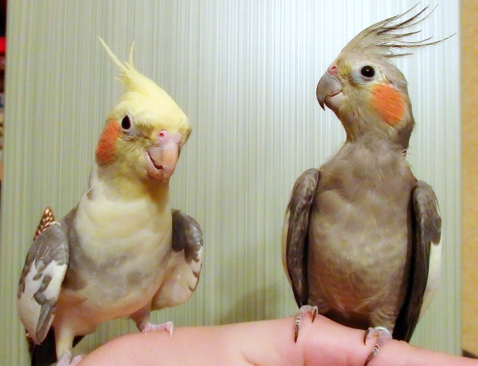 Корелла нимфа альбинос