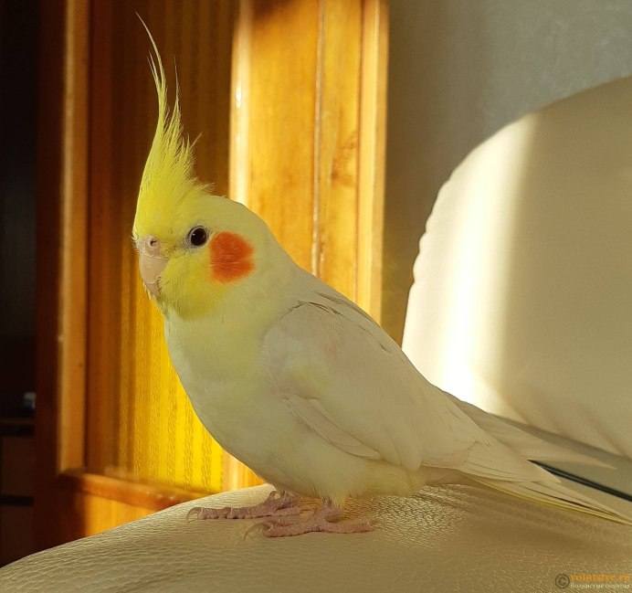 Крик кореллы самки