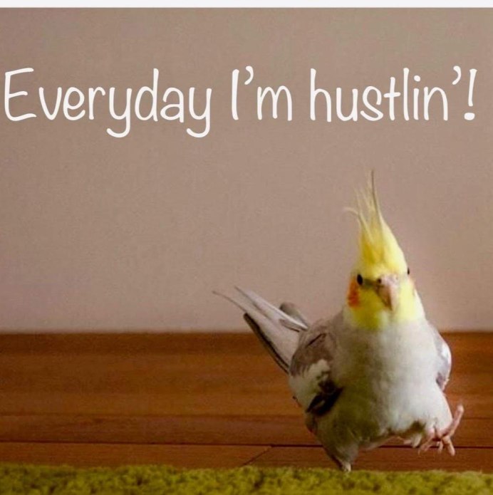 Попугай породы корелла