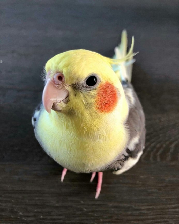 Попугай корелла