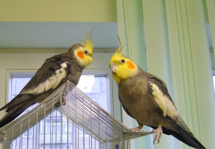 Говорящий попугай Карел